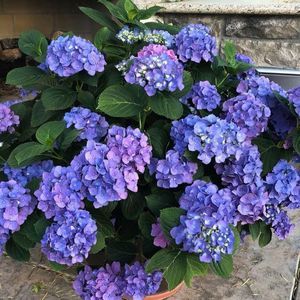 Meet your Posher, Dianne